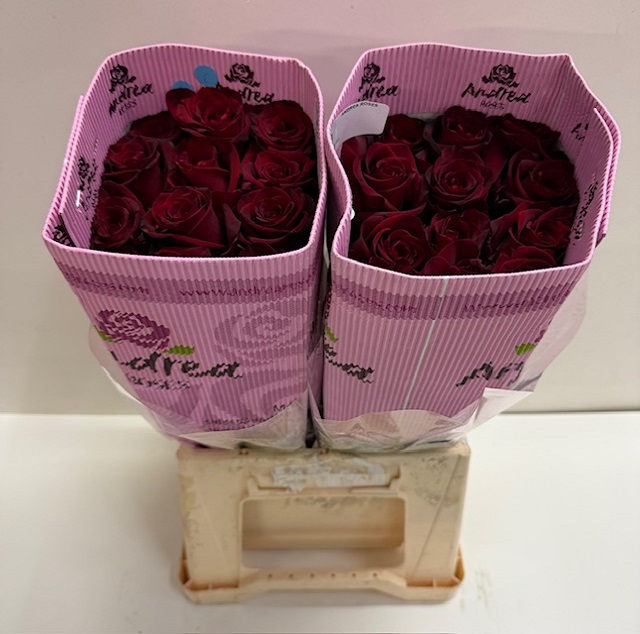 Rosa ec explorer AN.jpg